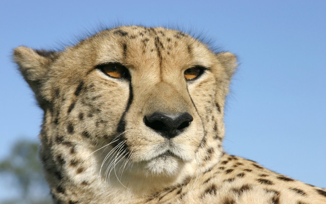 Cheetah looking camera blue sky #2 free wallpaper for desktop - medium preview image