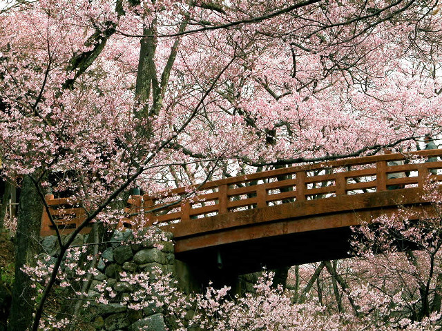 Wooden bridge stream pink flowers free wallpaper for desktop - medium preview image