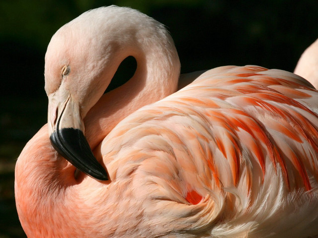 Flamingo black beak orange stripes free wallpaper for desktop - medium preview image