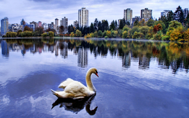 Swan swimming lake city background #2 free wallpaper for desktop - medium preview image