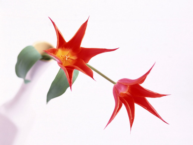 Red flower green leaves white #4 free wallpaper for desktop - medium preview image