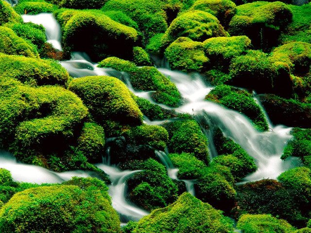 Stream water mossy rocks trees #2 free wallpaper for desktop - medium preview image