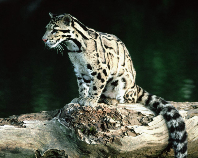 Snow leopard log water dark #2 free wallpaper for desktop - medium preview image
