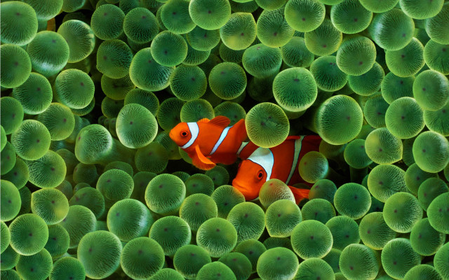 Clown fish green sea anemones #2 free wallpaper for desktop - medium preview image