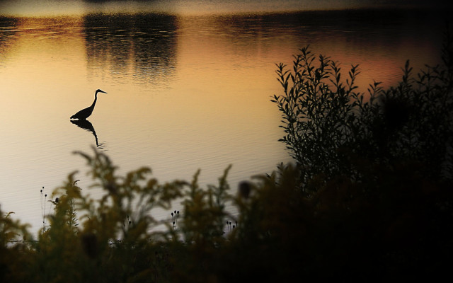 Bird standing water sunset dawn free wallpaper for desktop - medium preview image