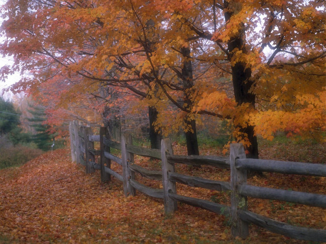 Wooden fence fall leaves trees free wallpaper for desktop - medium preview image