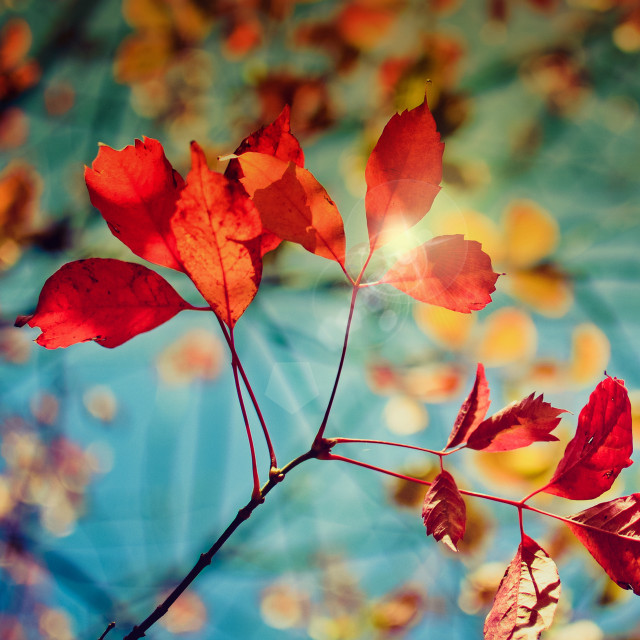 Red leaves blue sky sunset free wallpaper for tablet - medium preview image
