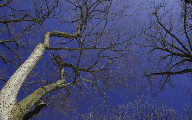 Bare tree no leaves winter #4 free wallpaper for desktop - medium preview image