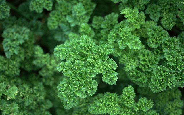 Green plants leaves closeup background free wallpaper for desktop - medium preview image