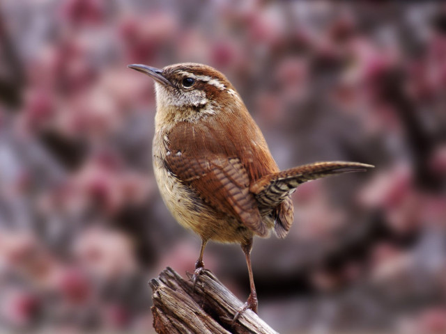 Small bird wooden post bokeh free wallpaper for desktop - medium preview image