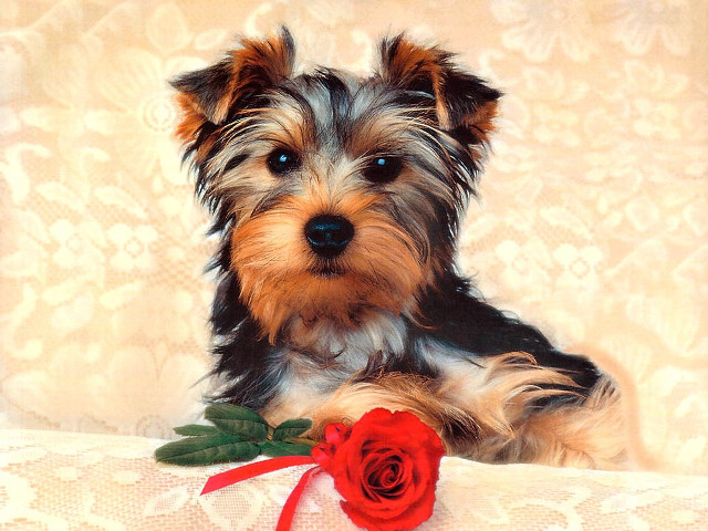 Small dog couch rose mouth free wallpaper for desktop - medium preview image