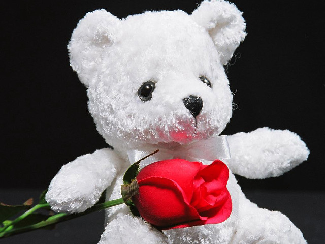 White teddy bear red rose free wallpaper for desktop - medium preview image