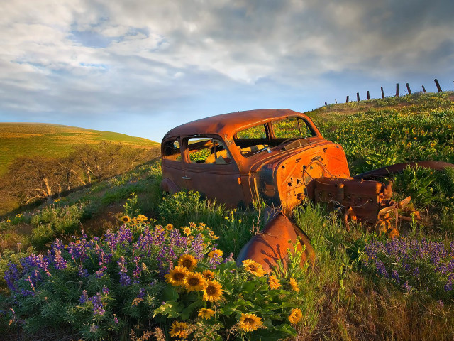 Old rusted car field flowers free wallpaper for desktop - medium preview image
