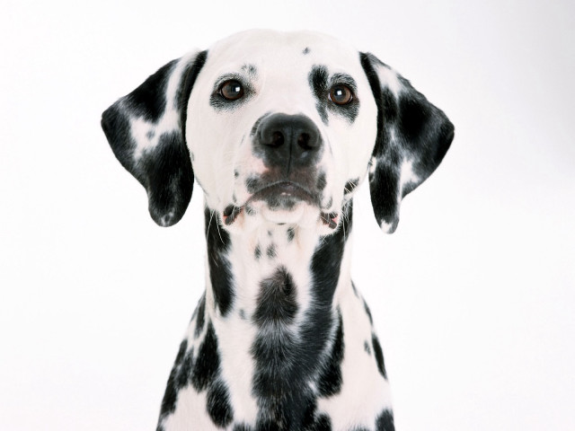 Dalmatian dog sad look white free wallpaper for desktop - medium preview image