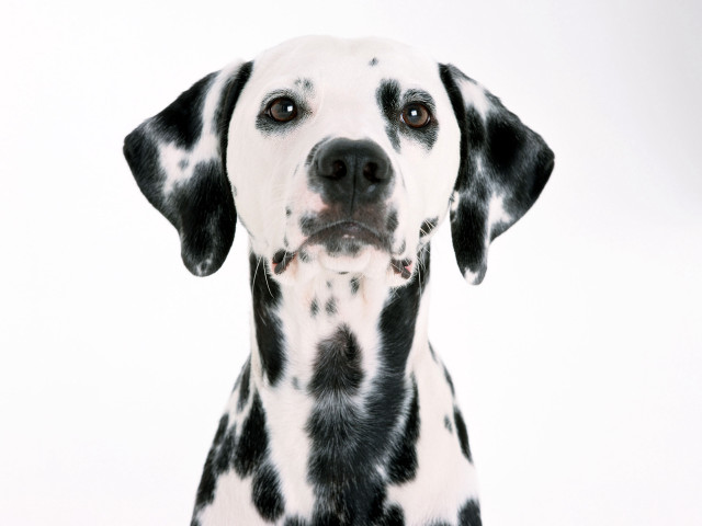 Dalmatian sad dog white background #3 free wallpaper for desktop - medium preview image