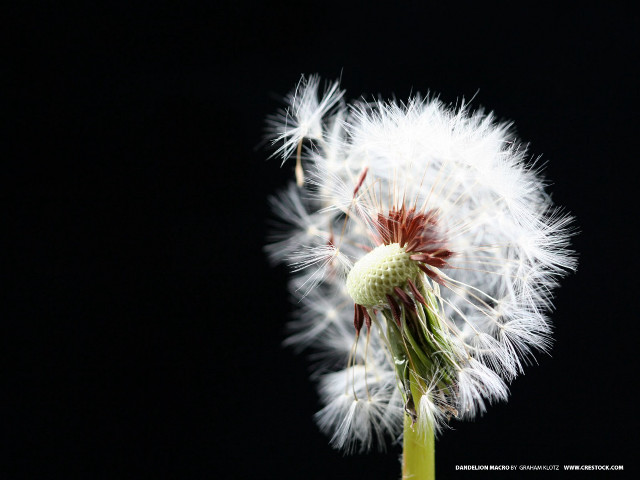 Dandelion white flowers black background #3 free wallpaper for desktop - medium preview image