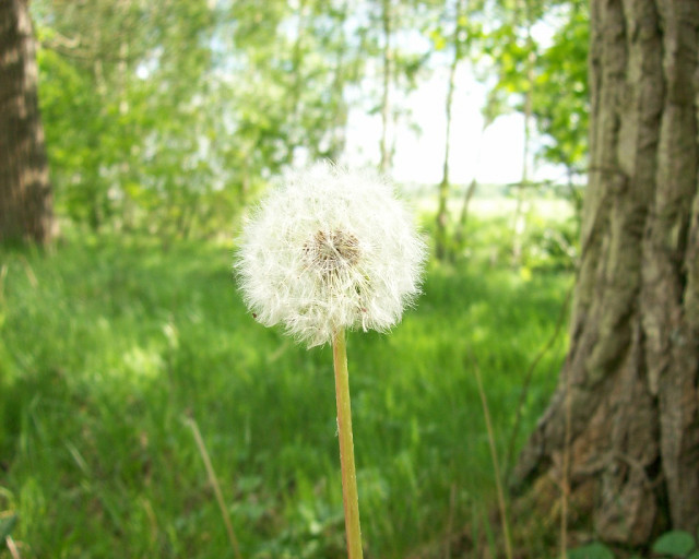 Dandelion field grass tree trunk free wallpaper for desktop - medium preview image