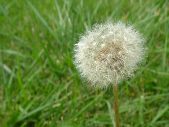 Dandelion field grass blurry background #2 free wallpaper for desktop - medium preview image