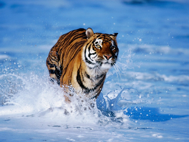 Tiger water splash wildlife photorealistic free wallpaper for desktop - medium preview image