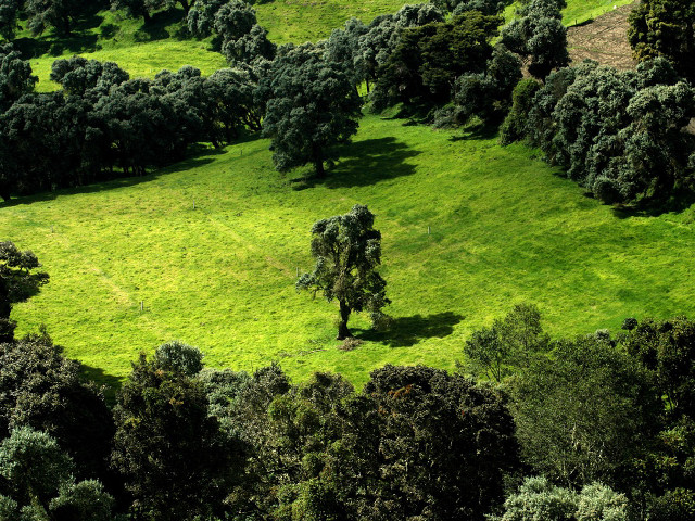 Green field trees cows grazing #5 free wallpaper for desktop - medium preview image