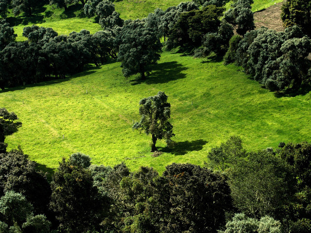 Green field trees cows grazing #6 free wallpaper for desktop - medium preview image