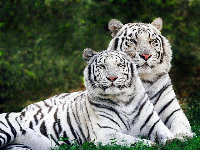 Two white tigers laying grass #3 free wallpaper for desktop - medium preview image