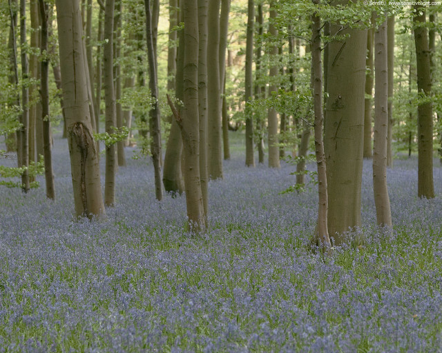 Forest blue flowers grass trees #2 free wallpaper for desktop - medium preview image