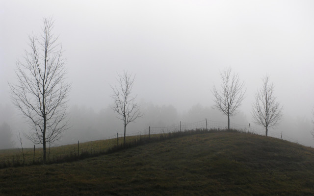 Grassy hill trees fog background #2 free wallpaper for desktop - medium preview image