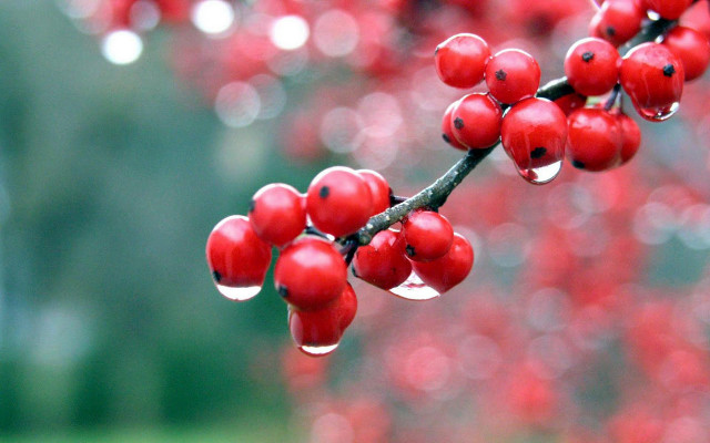 Branch red berries leaves water free wallpaper for desktop - medium preview image