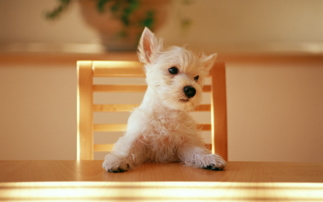Small white dog wooden chair #6 free wallpaper for desktop - medium preview image