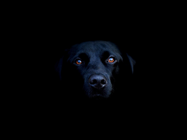 Black dog orange eyes looking free wallpaper for desktop - medium preview image