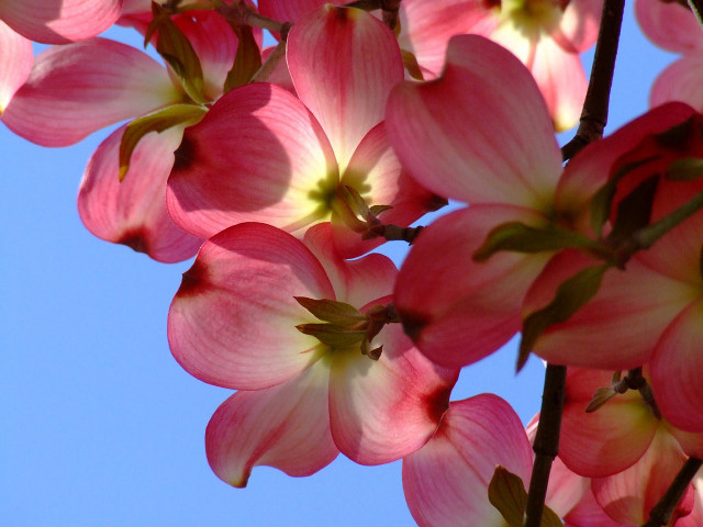 Pink flowers blooming tree branch free wallpaper for desktop - medium preview image