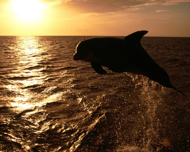 Dolphin jumping water sunset sunrise #2 free wallpaper for desktop - medium preview image