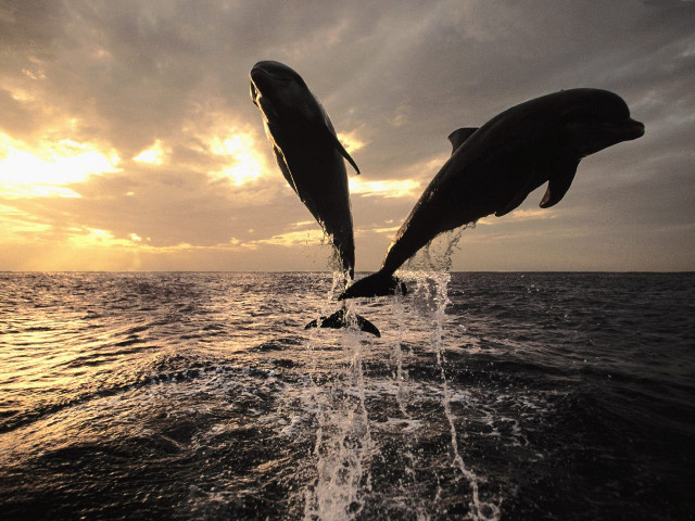 Dolphins jumping water sunset sunrise #5 free wallpaper for desktop - medium preview image