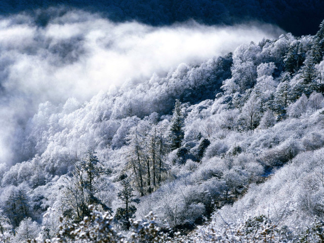 Snowy mountain clouds trees foreground #4 free wallpaper for desktop - medium preview image
