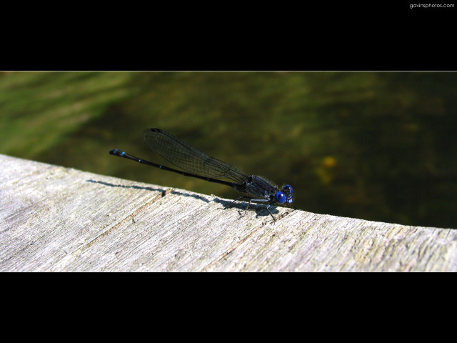 Blue dragonfly wooden plank water #3 free wallpaper for desktop - medium preview image