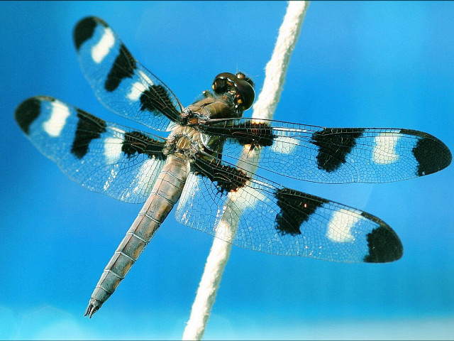 Dragonfly white stick black spots #2 free wallpaper for desktop - medium preview image