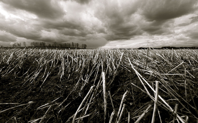 Field grass clouds sky background free wallpaper for desktop - medium preview image