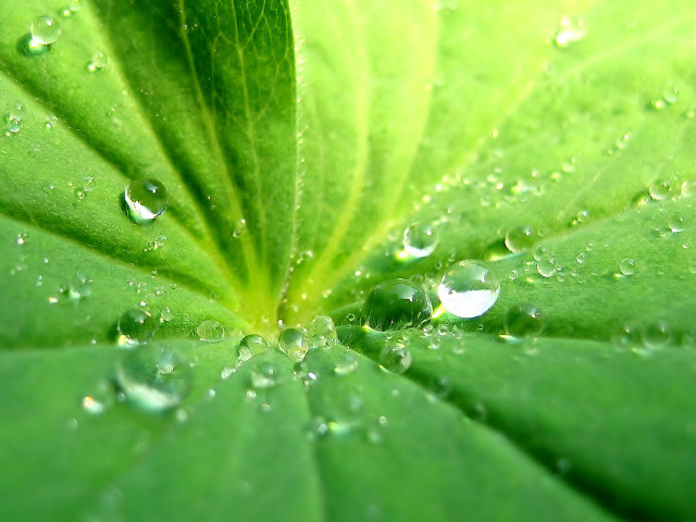 Green leaf water droplets foreground #2 free wallpaper for desktop - medium preview image