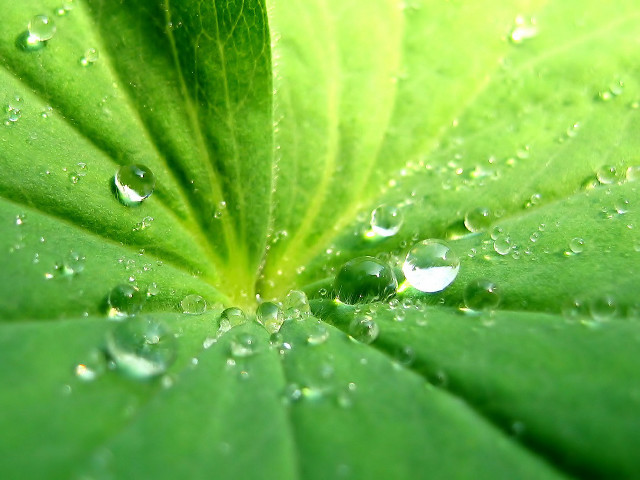 Green leaf water droplets foreground free wallpaper for desktop - medium preview image