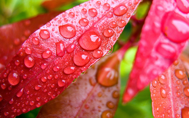 Red leaf water droplets macro #5 free wallpaper for desktop - medium preview image
