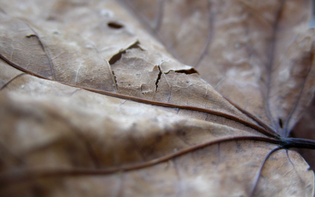 Close up leaf thin stem #3 free wallpaper for desktop - medium preview image