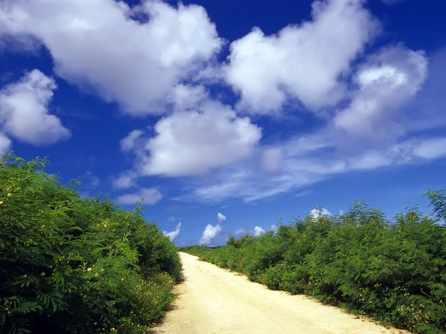 Dirt road trees bushes cloudy free wallpaper for desktop - medium preview image