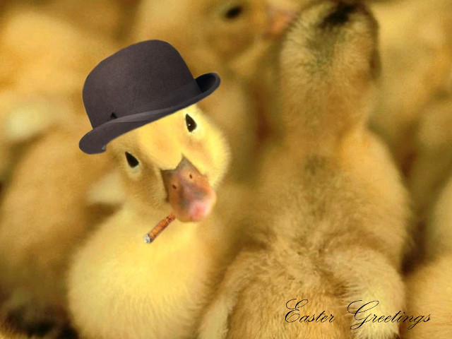 Duck hat group caption image free wallpaper for desktop - medium preview image