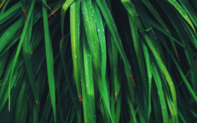 Close up green plant water #5 free wallpaper for desktop - medium preview image