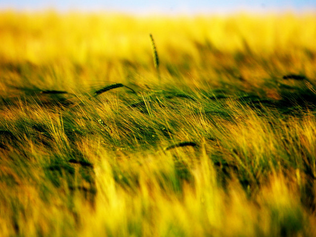 Field grass blue sky blurry #3 free wallpaper for desktop - medium preview image