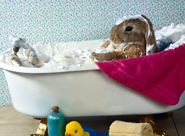 Rabbit bathtub toys towel edge free wallpaper for desktop - medium preview image