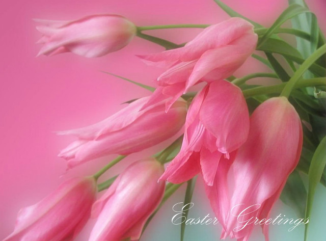 Pink flowers vase table pink free wallpaper for desktop - medium preview image