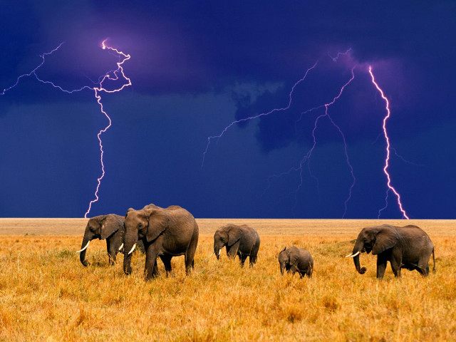 Elephants herd dry grass field free wallpaper for desktop - medium preview image