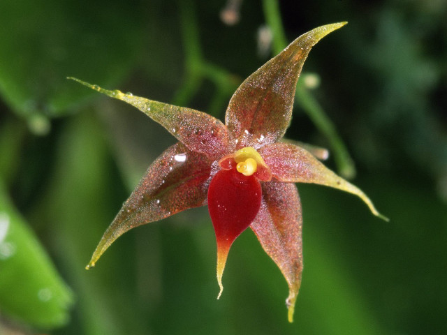 Red flower yellow center green #2 free wallpaper for desktop - medium preview image